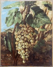 Grappe de raisins, 1871.