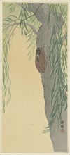 Cicada on tree. Private Collection.