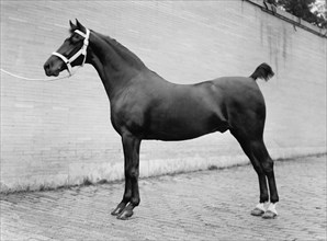 Horse Shows. Horses, 1912.