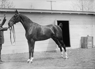 Horse Shows. Horses., 1911.