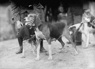 Edgewood Hunt. Hounds, 1912. [Foxhounds].