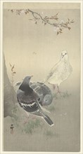 Three tame pigeons. Private Collection.