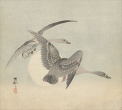 Two geese in flight. Private Collection.