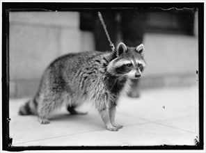 Raccoon, between 1913 and 1917. USA.