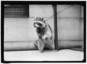 Raccoon, between 1913 and 1917. USA.