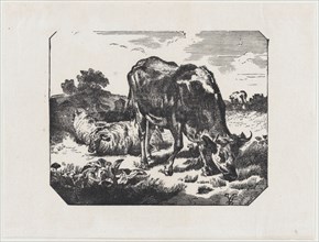 Bull and sheep in a pasture, ca. 1800-1899.