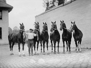 Horse Shows. Mclean Horses, 1912.