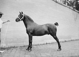 Horse Shows. Mclean Horses, 1912.