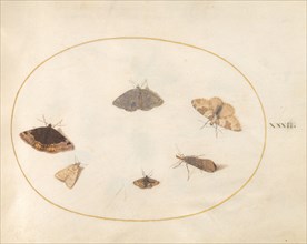 Plate 32: Six Moths, c. 1575/1580.