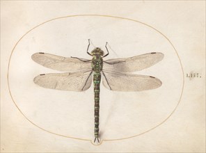 Plate 53: Dragonfly, c. 1575/1580.
