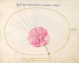 Plate 24: Pink Rose, c. 1575/1580.