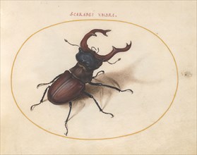 Plate 5: Stag Beetle, c. 1575/1580.