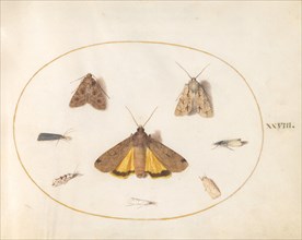 Plate 28: Eight Moths, c. 1575/1580.