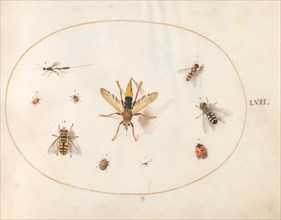 Plate 62: Ten Insects, c. 1575/1580.