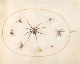 Plate 39: Eight Spiders, c. 1575/1580.