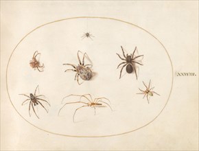 Plate 38: Seven Spiders, c. 1575/1580.
