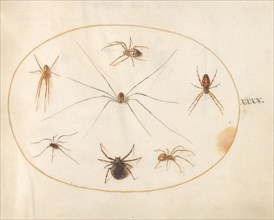 Plate 40: Eight Spiders, c. 1575/1580.