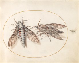 Plate 26: Two Hawk Moths, c. 1575/1580.