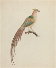 Golden Pheasant (Chrysolophus pictus), c. 1801.