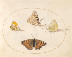 Plate 8: Four Butterflies, c. 1575/1580.