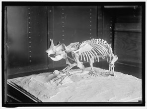 Dinosaur skeleton, between 1913 and 1917.