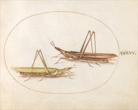 Plate 45: Two Grasshoppers, c. 1575/1580.