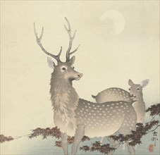 Two Deer, Between 1910 and 1920. Private Collection.