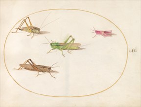 Plate 52: Four Grasshoppers, c. 1575/1580.