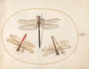 Plate 54: Three Dragonflies, c. 1575/1580.