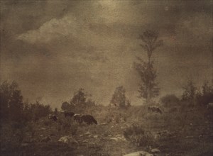 Landscape of cows grazing in a rocky field, c1900.