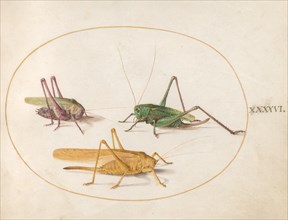 Plate 46: Three Grasshoppers, c. 1575/1580.