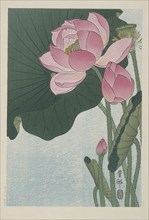 Blooming lotus flowers, 1920-1930. Private Collection.