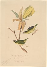 Kentucky Fly-catching Warbler, 1830s.