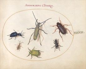 Plate 43: Beetles and Insects, c. 1575/1580.