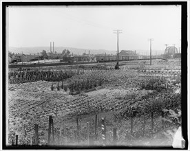 War Garden Commission, between 1910 and 1920.