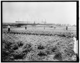 War Garden Commission, between 1910 and 1920.