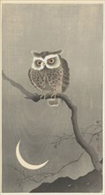 Long-eared owl on bare tree branch. Private Collection.