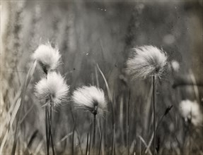 Wildflowers, between 1915 and 1935.
