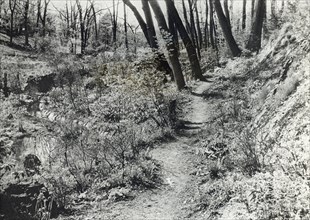 Unidentified garden or park, c1920.