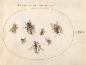 Plate 68: Seven Bees and Flies, c. 1575/1580.