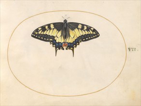 Plate 7: Swallowtail Butterfly, c. 1575/1580.