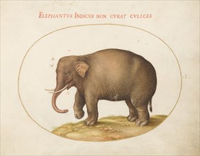 Plate 1: Elephant with Insects, c. 1575/1580.