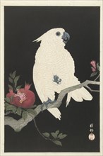 Cockatoo and pomegranate, 1925-1936. Private Collection.