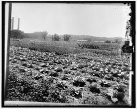 Food Garden Commission, between 1910 and 1920. Creator: Harris & Ewing.