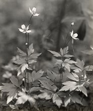 Wood anemone, between 1915 and 1935.