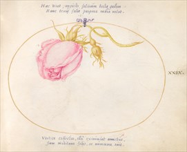 Plate 29: Pink Rose and Rosebud, c. 1575/1580.