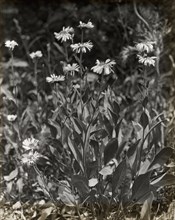 Aster (aster), between 1915 and 1935.