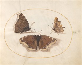 Plate 6: Three Brown Butterflies, c. 1575/1580.