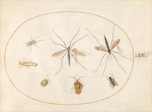 Plate 59: Seven Assorted Insects, c. 1575/1580.