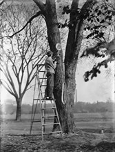District of Columbia Parks - Tree Surgery, 1911.